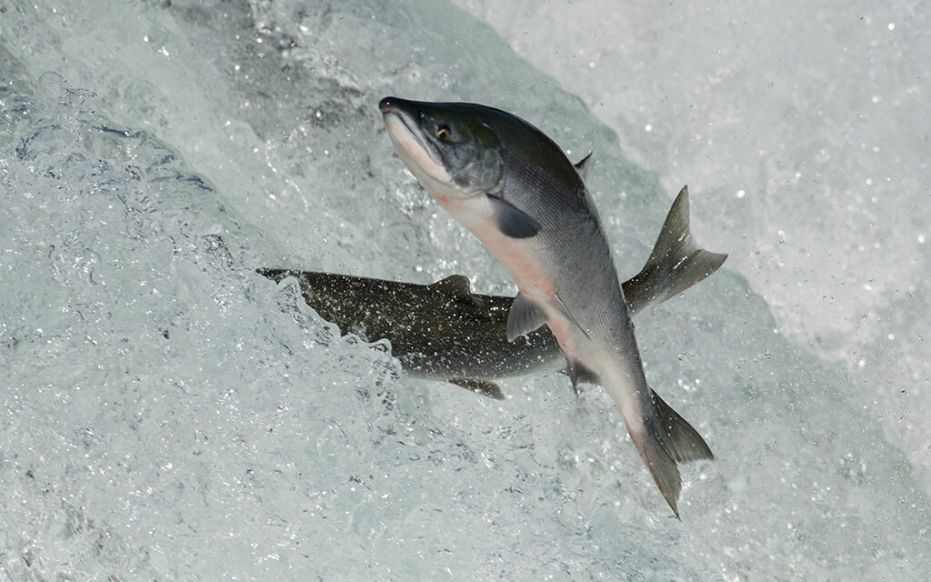 Wild Alaskan Salmon Jumping